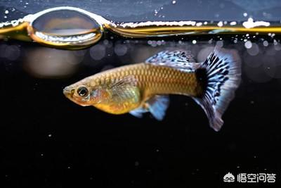 孔雀鱼烂尾和被咬区别:怎么判别孔雀鱼是烂尾还是被咬 孔雀鱼得了烂尾病，该如何治疗？