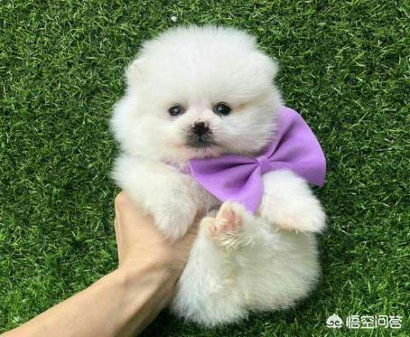 松狮幼犬怎么挑:如何挑选一只好的边牧幼犬？