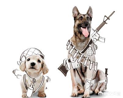 色狗狗电影:你知道拉布拉多犬参演过什么电视剧和电影吗？