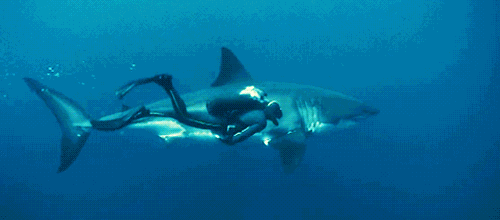 淡水鲨会主动袭击人吗，鲨鱼通常为什么不吃人是因为人类不合口味吗