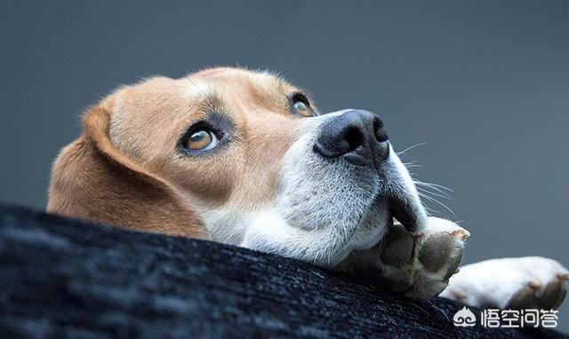 狗和狼的DNA一样吗？插图26