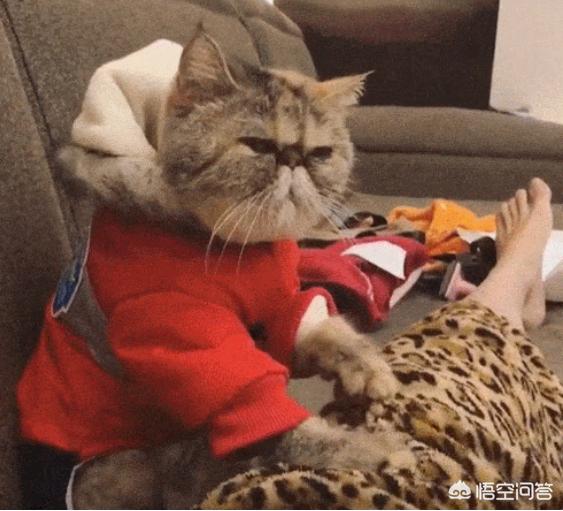 哪种猫有泪痕橘猫还是加菲猫:哪种猫容易有泪痕加菲猫还是橘猫 猫咪有泪痕会瞎吗，猫咪的泪痕能自愈吗？