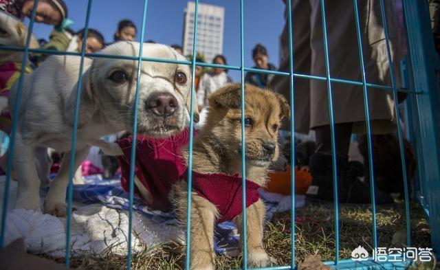 买狗注意事项:想买一个狗狗，怎么选择犬种和购买呢？