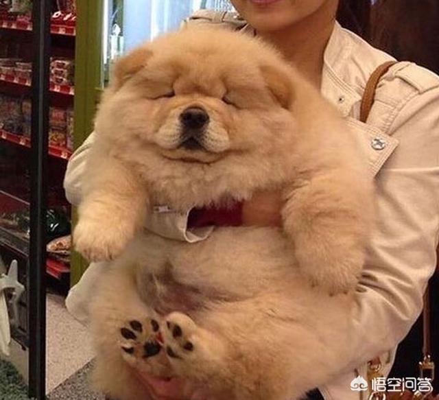 松狮好养吗:养了松狮以后，为什么会被宠物店拒之门外？
