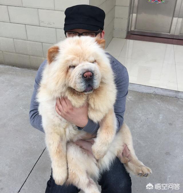松狮好养吗:养了松狮以后，为什么会被宠物店拒之门外？