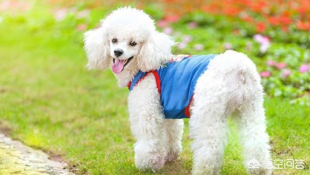 小型狗的寿命:小型犬的寿命 为什么泰迪大多活不过15岁？