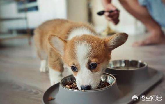 柯基犬图片:柯基犬多久挤一次肛门腺？怎么挤？