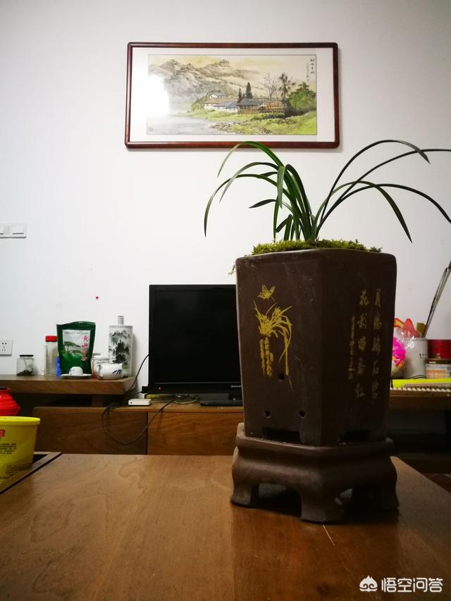 建兰图片:建兰大凤素芦头发黑慢慢枯萎是什么病，该怎么救治？