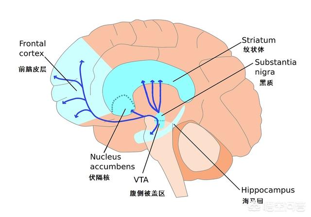 回魂酒是什么意思，为什么宿醉以后，第二天再喝点酒会感觉很舒服