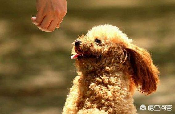 训练乖巧的波尔多犬图片:训练泰迪犬的黄金时期是什么时候？该训练什么？