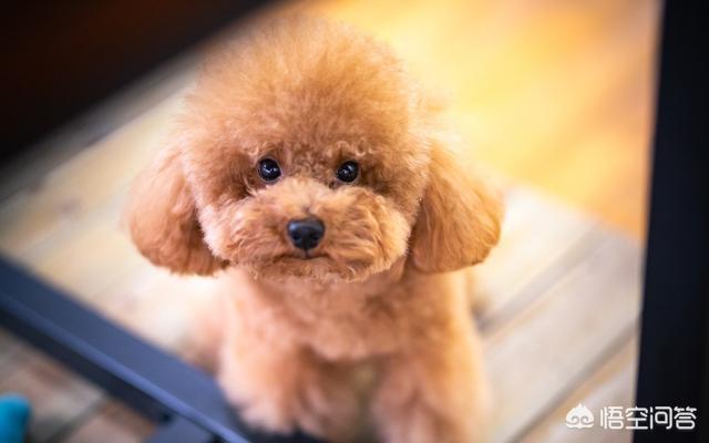 泰迪熊犬品相:如何挑选一只优秀健康的泰迪犬？