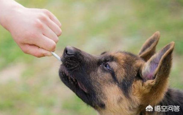 纯种德国牧羊犬怎么样:德国牧羊犬的优点是什么？