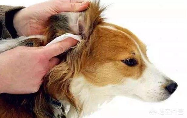 狗耳朵:狗狗的耳朵需要定期清理吗，该怎样清理？