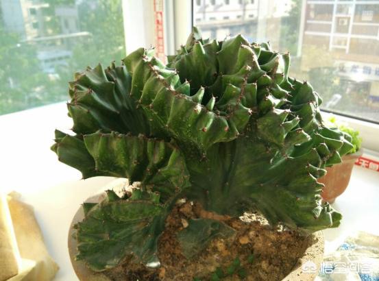 花卉麒麟掌:麒麟掌的养殖方法是什么？