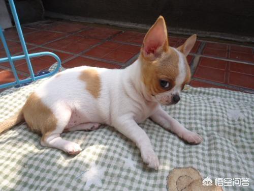 京巴犬怎么养:哪些狗狗心眼最小，最爱记仇？