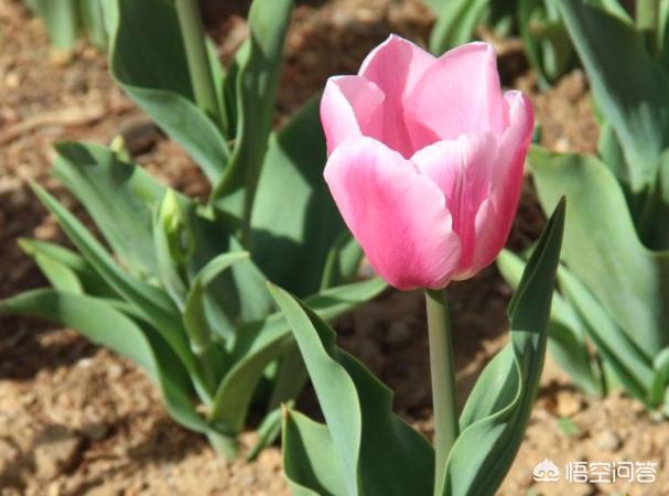 万代兰吧:雅美万代兰 盆花冬季如何选择适应的摆放位置？