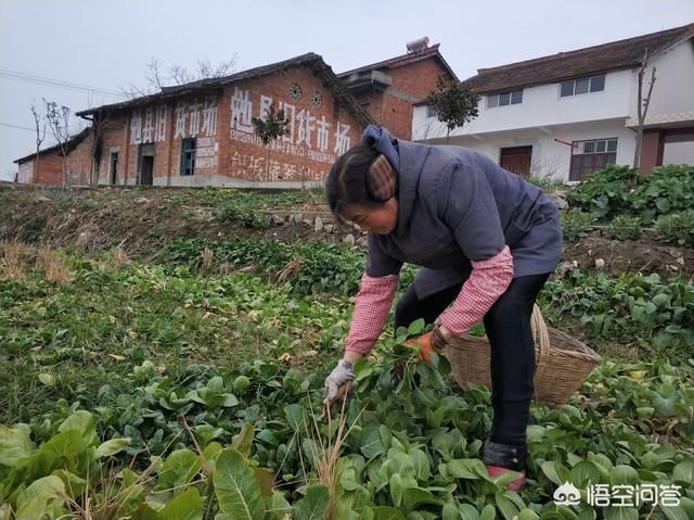 乐果农药残留时间:农药打完几小时下雨有效吗？