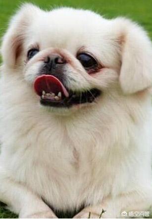 京巴狗:拉布拉多犬、比格犬、秋田犬（或柴犬）、京巴犬哪个更适合饲养？