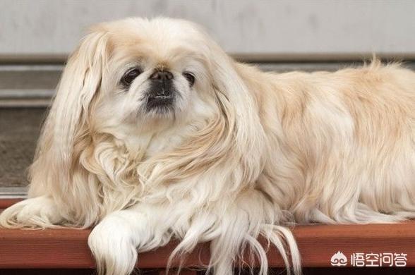 京巴狗:拉布拉多犬、比格犬、秋田犬（或柴犬）、京巴犬哪个更适合饲养？