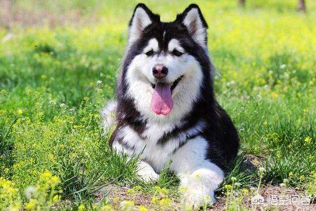 高加索犬和阿拉斯加犬哪个吃得多？