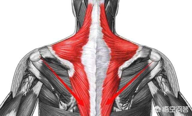 人鱼线部位是哪些肌肉，肩胛骨上有哪些肌肉，都有什么作用