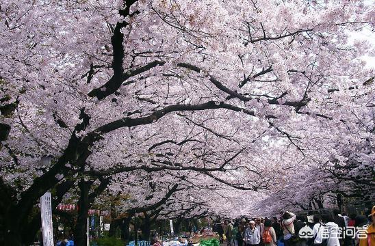 江汉大学和成都大学谁比较好，四川大学、东南大学、中山大学、武汉大学哪个实力更强