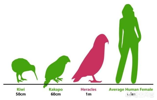 无花果鹦鹉图片:不会飞的巨型鹦鹉，曾统治新西兰亚热带雨林，为何走向灭绝？ 双眼无花果鹦鹉