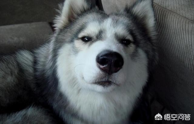 大白熊犬和哈士奇智商:哈士奇到底是真傻还是假傻？