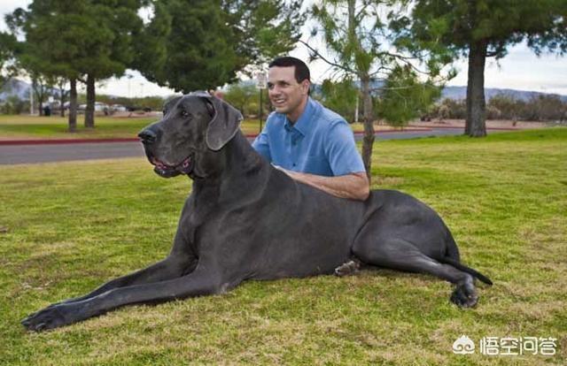 话说有人记得比高犬吗总觉得他是恭子最后知...:“燕知寒门，狗知新婿”是什么意思？有科学道理吗?
