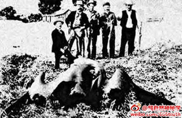 印第安传说中恐怖的“雷鸟”真的存在吗？