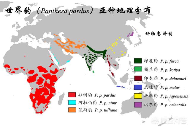 花豹:豹子是动物界最厉害的动物吗？