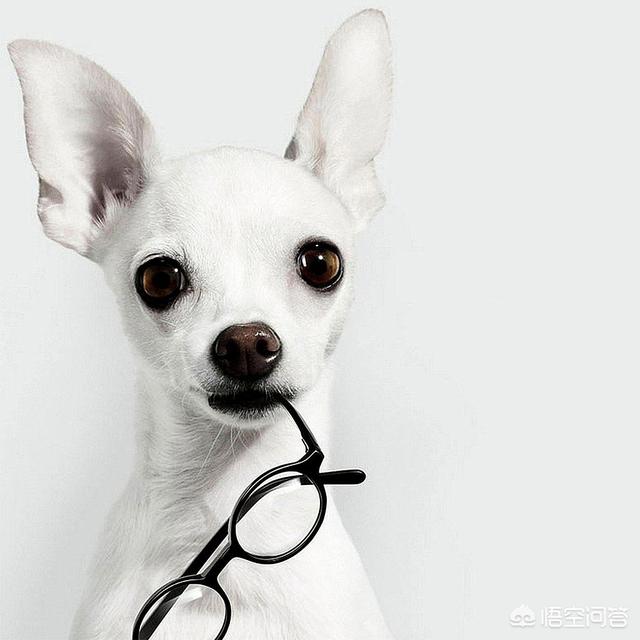 吉娃娃和他的伙伴们:吉娃娃亲人吗？和主人亲不亲？
