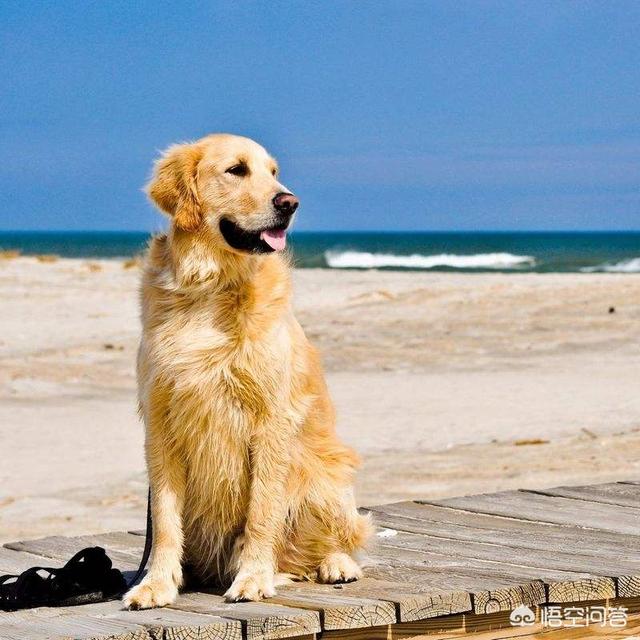 纯种的小金毛犬图片:纯种金毛犬图片大全 世界上最纯的金毛还有吗？