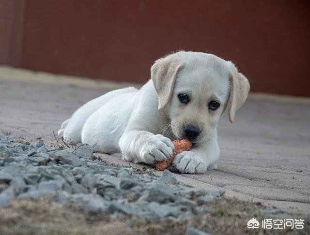 小犬当家:你知道不能对刚到家的狗狗做什么事情吗？