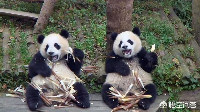 动物园为什么不让熊猫吃，动物园为什么不让熊猫吃肉？