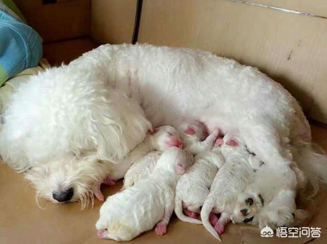 比熊图片:比熊犬有哪些“底线”，尽量不要去触碰？