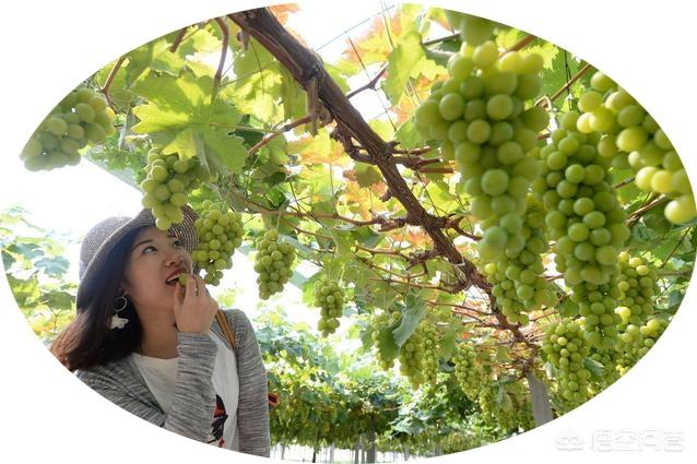 万中良:葡萄疏花果如何丰产又优质？