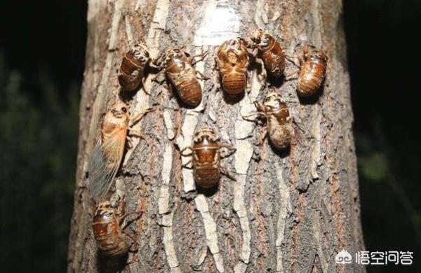 拇指猴的饲养:养殖知了什么时候养合适？要多长时间能爬出来有收获？