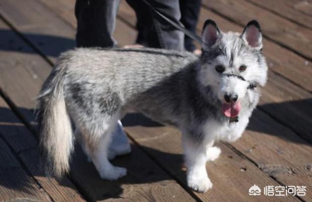 宠物狗的品种及图片柯基:法斗、腊肠犬、柯基犬，你更喜欢谁？为什么？