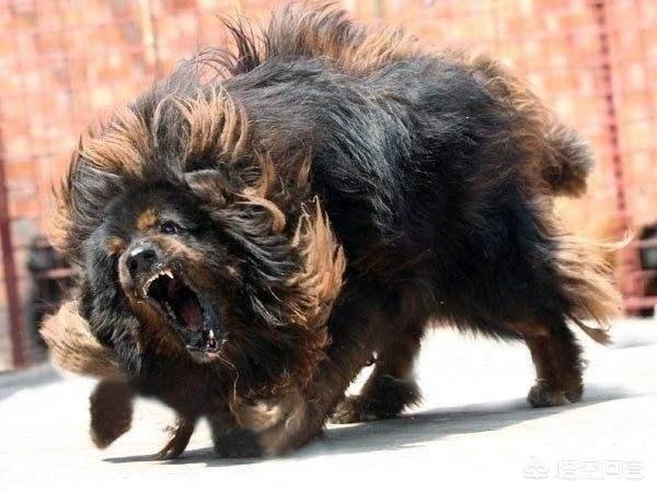 大型犬斗狗打架视频:马犬和斗狗打架视频 山西、河南农民组织新春斗狗比赛，猛犬撕咬场面激烈。你怎么看？