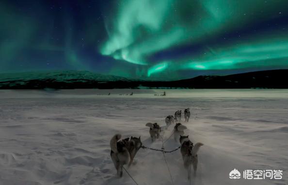 想买纯种拉布拉多犬去哪买:在哪里可以买到比较纯种的哈士奇？