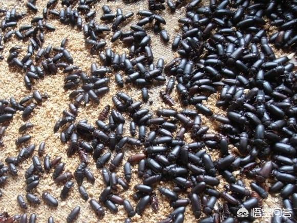养黄粉虫:我养殖的黄粉虫为什么会出现虫吃虫的情况，该如何处理？