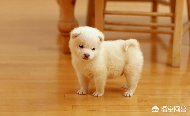 宠物地带美卡犬:上班族做不到天天遛狗，适合养什么犬种？
