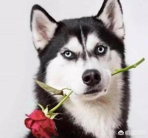 哈斯其狗图片大全:细数那些被哈士奇带偏的狗狗们？