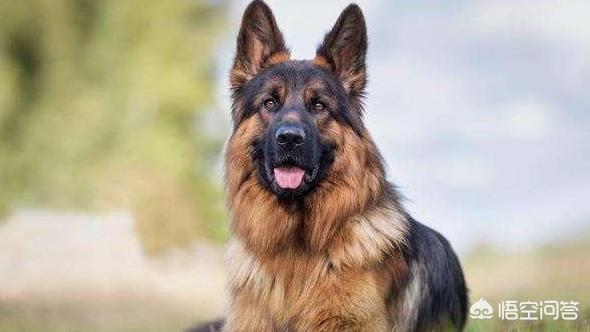 广安禁养大型犬有哪些:城市里养什么狗用来守家防卫最好？