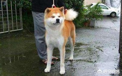 广安禁养大型犬有哪些:城市里养什么狗用来守家防卫最好？