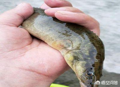 农村一种淡水鱼刀鳅鱼,背上带刺,市场卖60元一斤,为何少有农民养殖?