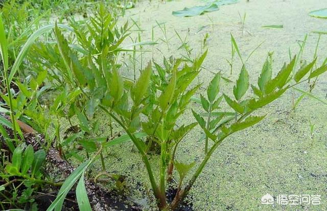 金鱼草图片:用作牲畜饲料的水生植物有哪些？