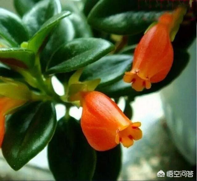 盆景植物金鱼草怎么养:怎么种植金鱼草？金鱼草有什么药效？