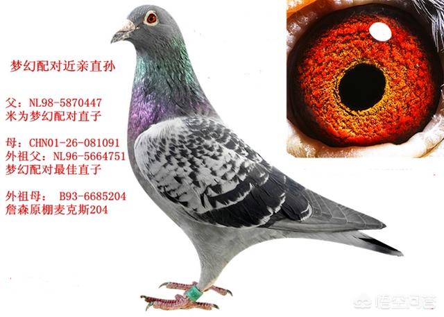 工商银行近亲繁殖:如果世上仅剩一对男女，他们还能繁衍下去吗？为什么？
